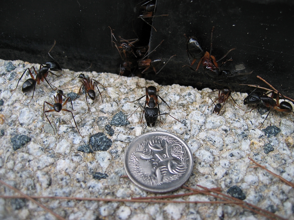 068 Barron Falls.jpg